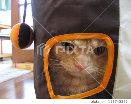 穴から覗く猫 113743351