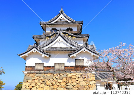 【滋賀県】快晴の彦根城天守閣と満開の桜 【滋賀県】快晴の彦根城天守閣と満開の桜 113743353