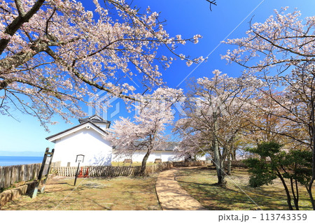 【滋賀県】快晴の西の丸三重櫓と続櫓と満開の桜 113743359