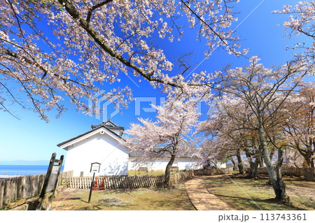 【滋賀県】快晴の西の丸三重櫓と続櫓と満開の桜 113743361