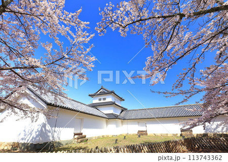 【滋賀県】快晴の西の丸三重櫓と続櫓と満開の桜 113743362