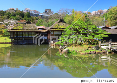 【滋賀県】桜が満開の彦根城天守閣と玄宮園 113743365