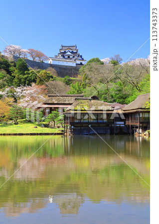 【滋賀県】桜が満開の彦根城天守閣と玄宮園 113743373