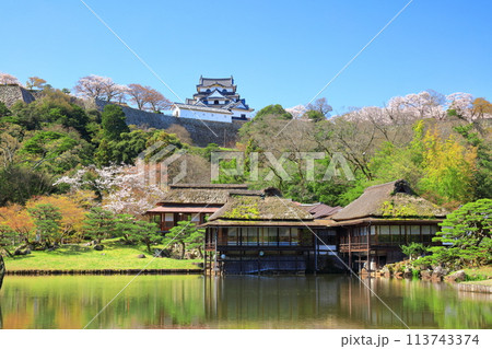 【滋賀県】桜が満開の彦根城天守閣と玄宮園 113743374