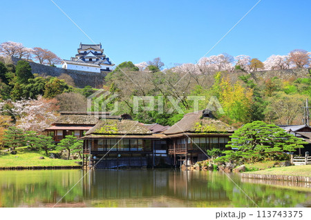 【滋賀県】桜が満開の彦根城天守閣と玄宮園 113743375