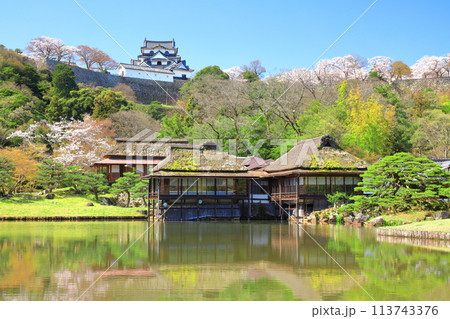 【滋賀県】桜が満開の彦根城天守閣と玄宮園 113743376