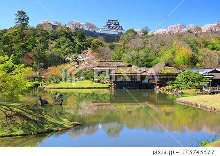 【滋賀県】桜が満開の彦根城天守閣と玄宮園 113743377
