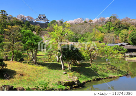 【滋賀県】桜が満開の彦根城天守閣と玄宮園 113743380
