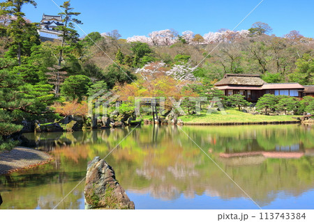 【滋賀県】桜が満開の彦根城天守閣と玄宮園 【滋賀県】桜が満開の彦根城天守閣と玄宮園 113743384