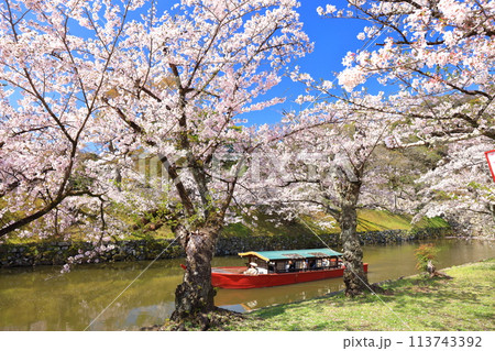【滋賀県】快晴の彦根城内堀の屋形船と満開の桜 113743392