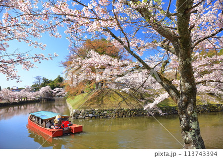 【滋賀県】快晴の彦根城内堀の屋形船と満開の桜 【滋賀県】快晴の彦根城内堀の屋形船と満開の桜 113743394