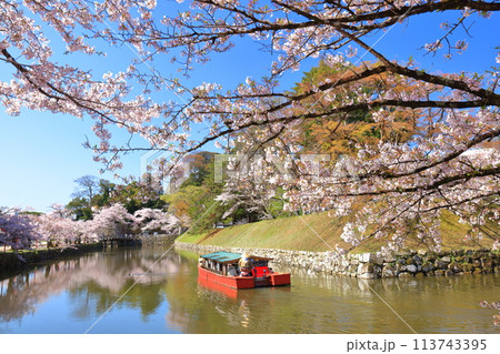 【滋賀県】快晴の彦根城内堀の屋形船と満開の桜 【滋賀県】快晴の彦根城内堀の屋形船と満開の桜 113743395