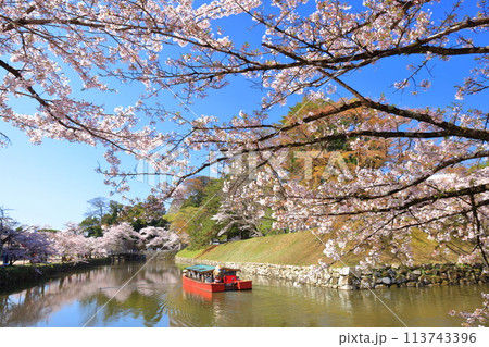 【滋賀県】快晴の彦根城内堀の屋形船と満開の桜 【滋賀県】快晴の彦根城内堀の屋形船と満開の桜 113743396