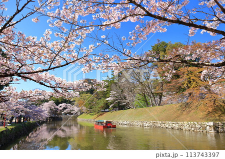 【滋賀県】快晴の彦根城内堀の屋形船と満開の桜 【滋賀県】快晴の彦根城内堀の屋形船と満開の桜 113743397
