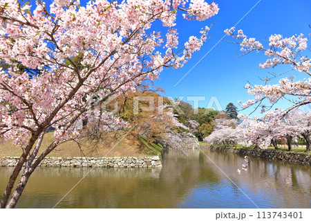 【滋賀県】快晴の彦根城内堀の屋形船と満開の桜 【滋賀県】快晴の彦根城内堀の屋形船と満開の桜 113743401