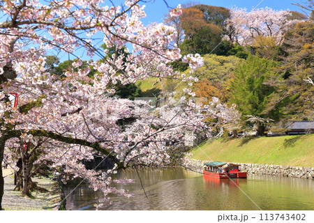 【滋賀県】快晴の彦根城内堀の屋形船と満開の桜 113743402