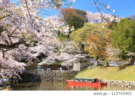 【滋賀県】快晴の彦根城内堀の屋形船と満開の桜 【滋賀県】快晴の彦根城内堀の屋形船と満開の桜 113743403