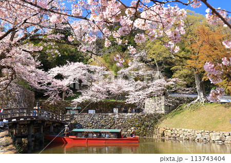 【滋賀県】快晴の彦根城内堀の屋形船と満開の桜 113743404