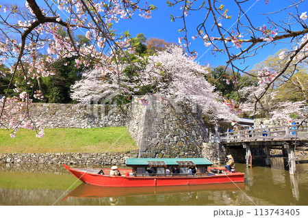 【滋賀県】快晴の彦根城内堀の屋形船と満開の桜 113743405