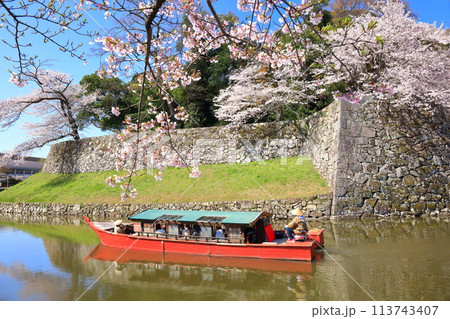 【滋賀県】快晴の彦根城内堀の屋形船と満開の桜 113743407