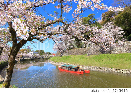 【滋賀県】快晴の彦根城内堀の屋形船と満開の桜 113743413