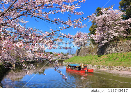 【滋賀県】快晴の彦根城内堀の屋形船と満開の桜 113743417
