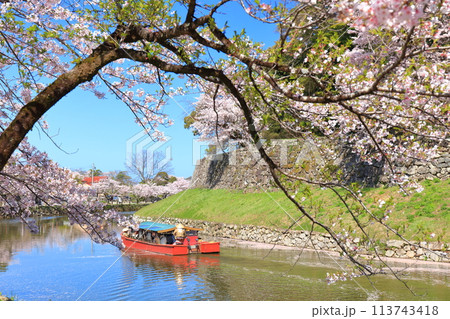 【滋賀県】快晴の彦根城内堀の屋形船と満開の桜 113743418
