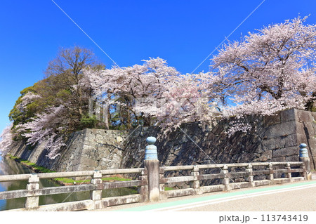 【滋賀県】快晴の彦根城京橋口と満開の桜 113743419
