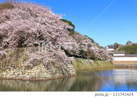 【滋賀県】桜が満開の彦根城天守閣と中堀 113743424