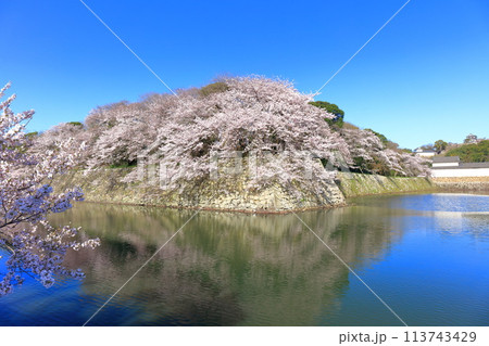 【滋賀県】桜が満開の彦根城天守閣と中堀 【滋賀県】桜が満開の彦根城天守閣と中堀 113743429