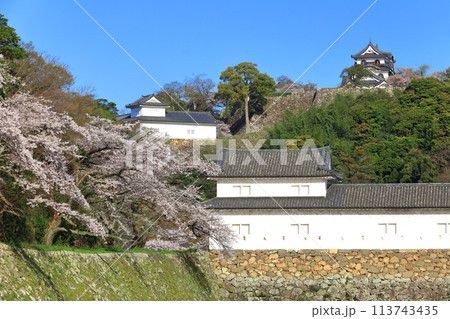 【滋賀県】桜が満開の彦根城天守閣と中堀 【滋賀県】桜が満開の彦根城天守閣と中堀 113743435