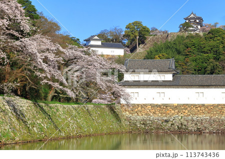 【滋賀県】桜が満開の彦根城天守閣と中堀 113743436