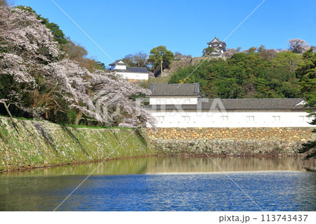 【滋賀県】桜が満開の彦根城天守閣と中堀 113743437