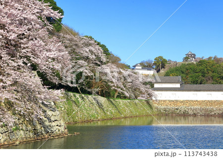 【滋賀県】桜が満開の彦根城天守閣と中堀 113743438