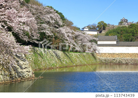 【滋賀県】桜が満開の彦根城天守閣と中堀 113743439