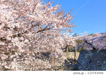 【滋賀県】快晴の彦根城天守閣と満開の桜 113743440