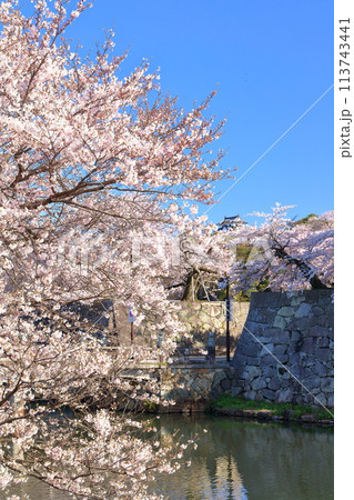 【滋賀県】快晴の彦根城天守閣と満開の桜 113743441