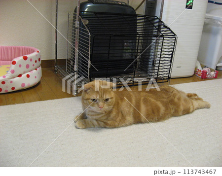 ストーブ前で温まる猫 ストーブ前で温まる猫 113743467