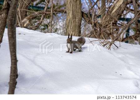 雪の林を駆けるエゾリス4 雪の林を駆けるエゾリス4 113743574