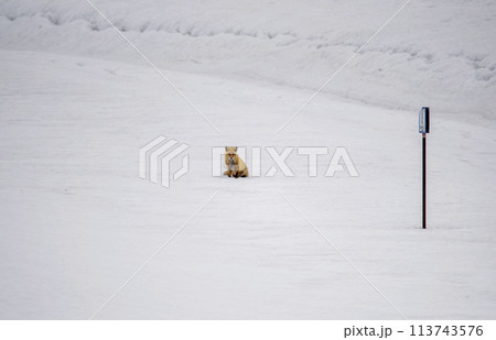 雪の河川敷で見つけたキタキツネ1 雪の河川敷で見つけたキタキツネ1 113743576