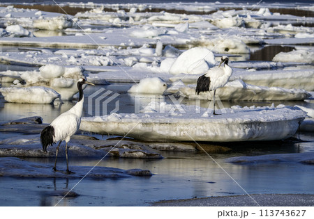 流氷が残る風連湖と少し距離を置くつがいの丹頂鶴 流氷が残る風連湖と少し距離を置くつがいの丹頂鶴 113743627
