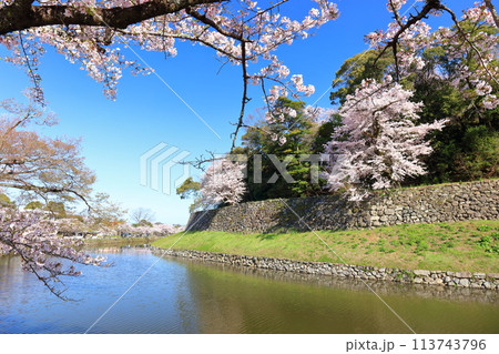 【滋賀県】快晴の彦根城内堀と満開の桜 113743796