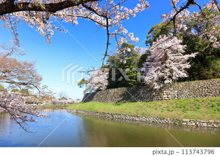 【滋賀県】快晴の彦根城内堀と満開の桜 【滋賀県】快晴の彦根城内堀と満開の桜 113743796