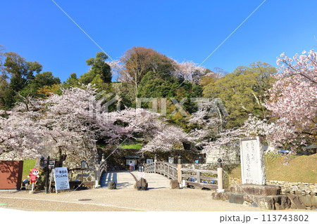 【滋賀県】快晴の彦根城表面橋と満開の桜 113743802