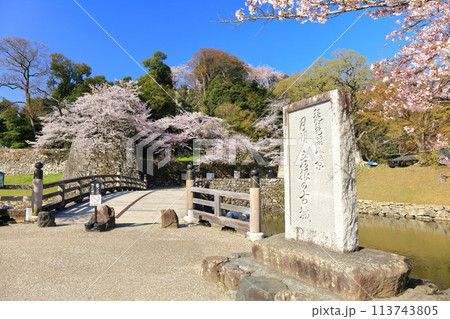 【滋賀県】快晴の彦根城表面橋と満開の桜 113743805