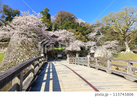 【滋賀県】快晴の彦根城表面橋と満開の桜 【滋賀県】快晴の彦根城表面橋と満開の桜 113743806