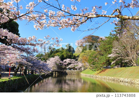 【滋賀県】快晴の彦根城内堀と満開の桜 【滋賀県】快晴の彦根城内堀と満開の桜 113743808
