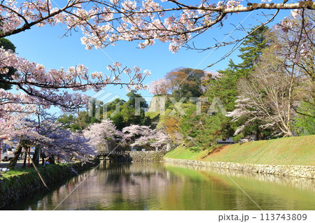【滋賀県】快晴の彦根城内堀と満開の桜 【滋賀県】快晴の彦根城内堀と満開の桜 113743809