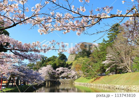 【滋賀県】快晴の彦根城内堀と満開の桜 【滋賀県】快晴の彦根城内堀と満開の桜 113743810