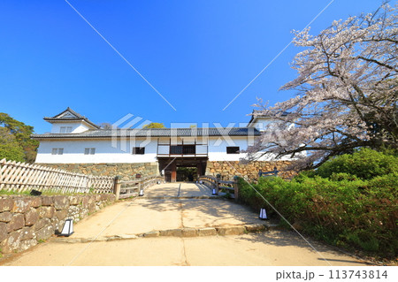 【滋賀県】快晴の彦根城天秤櫓と満開の桜 113743814